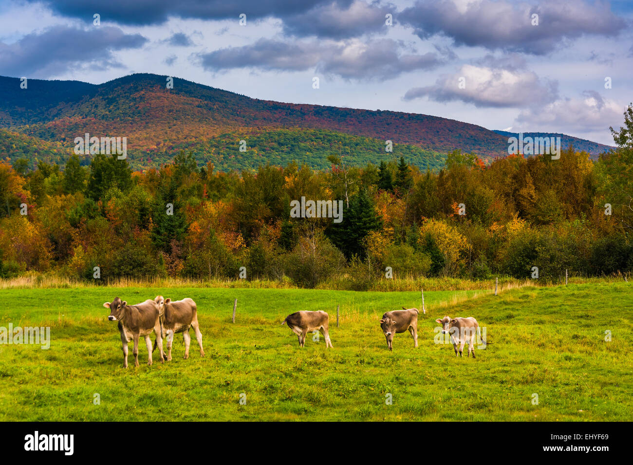 Vaches dans un champ et la couleur en automne dans les Montagnes Blanches, près de Versailles, France. Banque D'Images