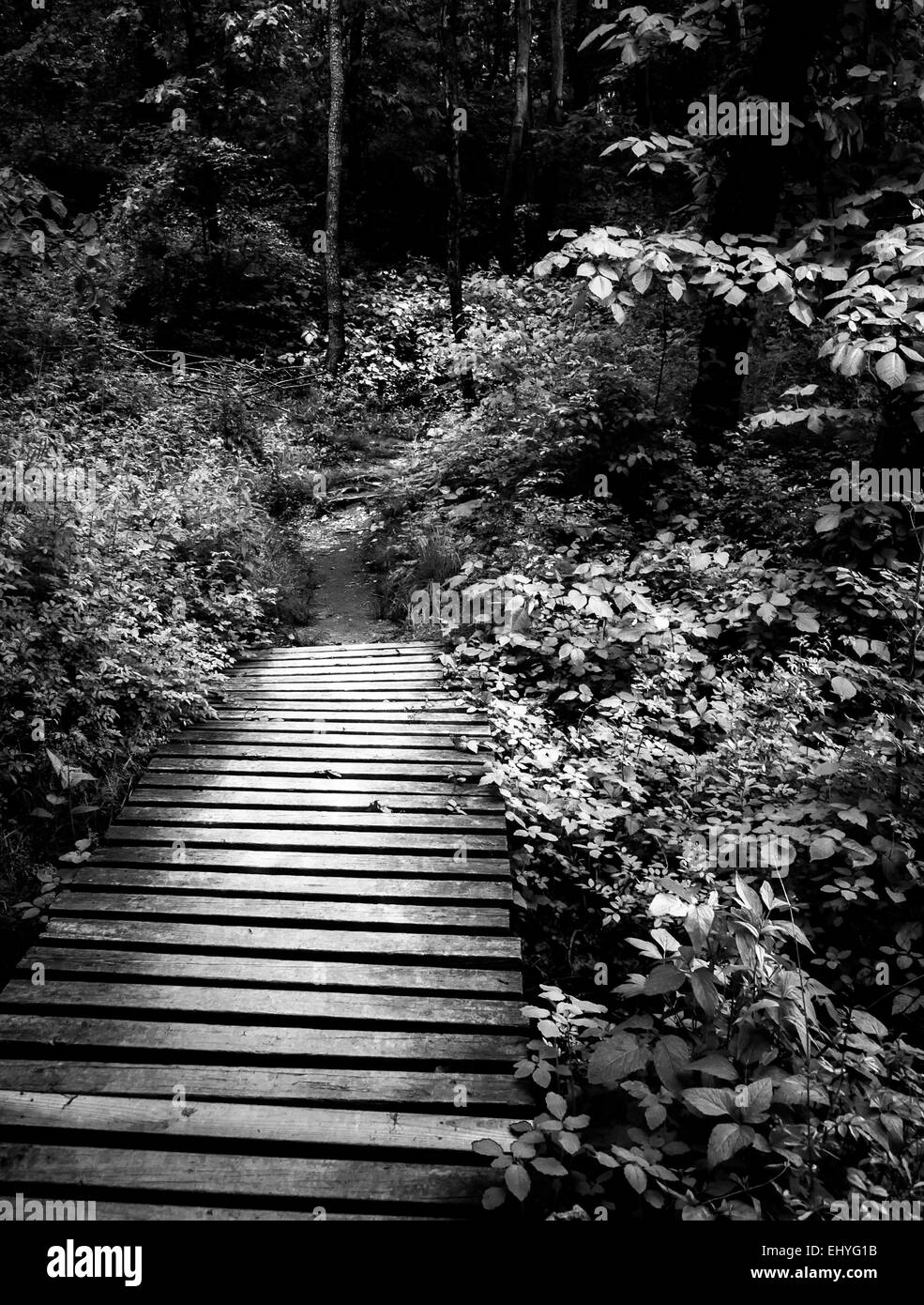 Photo en noir et blanc d'un sentier boardwalk et luxuriante forêt de printemps dans le parc d'état de Codorus, Pennsylvanie. Banque D'Images