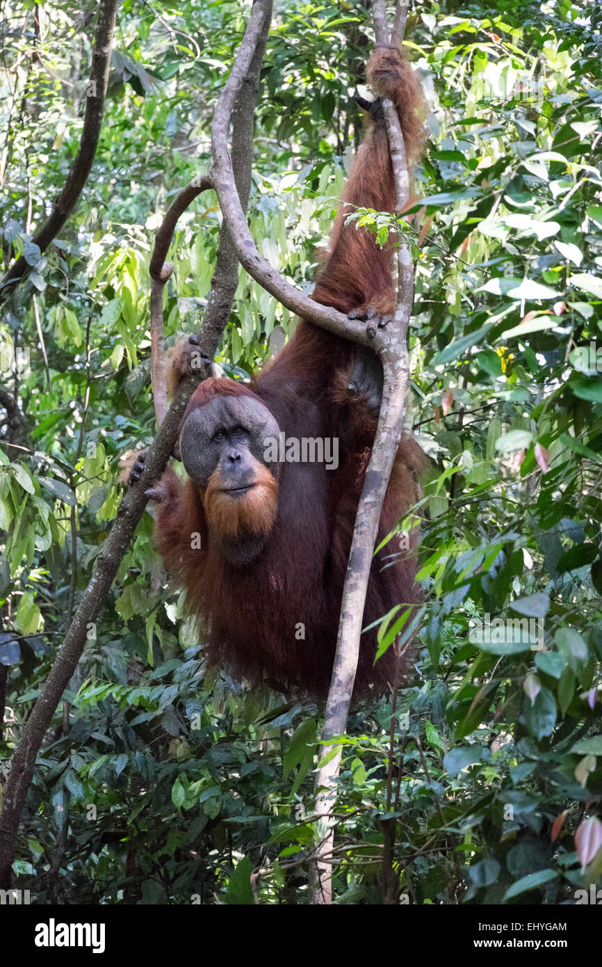 L'orang-outan adultes suspendues à des arbres dans la jungle Banque D'Images