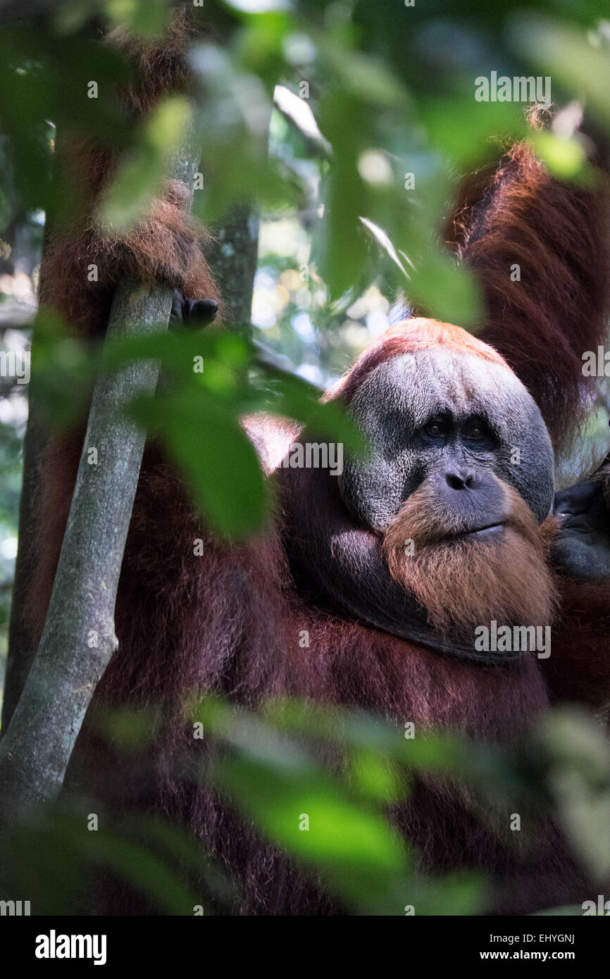 L'orang-outan adultes suspendues à des arbres dans la jungle Banque D'Images