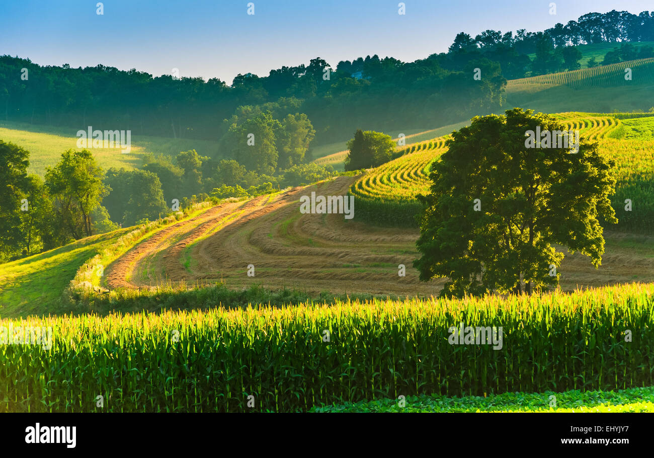 Les champs agricoles et d'arbres sur une colline dans les régions rurales du comté de York, Pennsylvanie. Banque D'Images