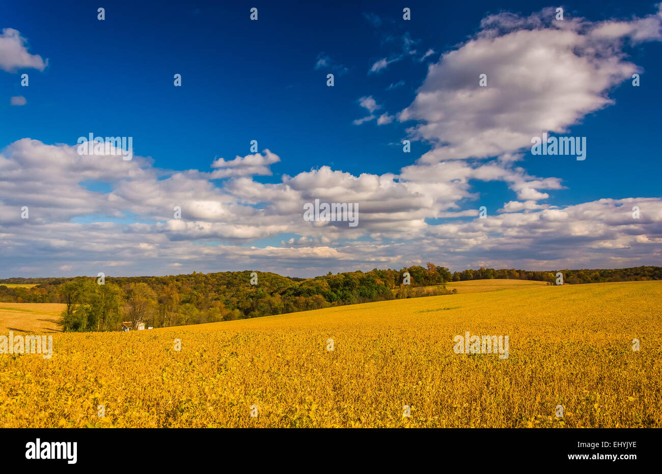 Les champs agricoles en milieu rural dans le comté de York, Pennsylvanie. Banque D'Images