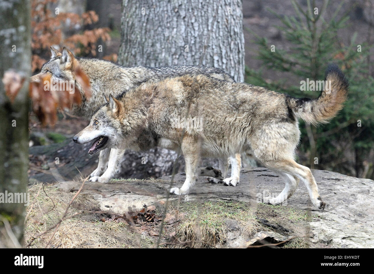 Canis lupus, les canidés, le Loup d'Europe, animal, le loup gris, les prédateurs, les loups, prédateur, le loup, animal, l'hiver, la neige, de la neige profonde, froid, Banque D'Images