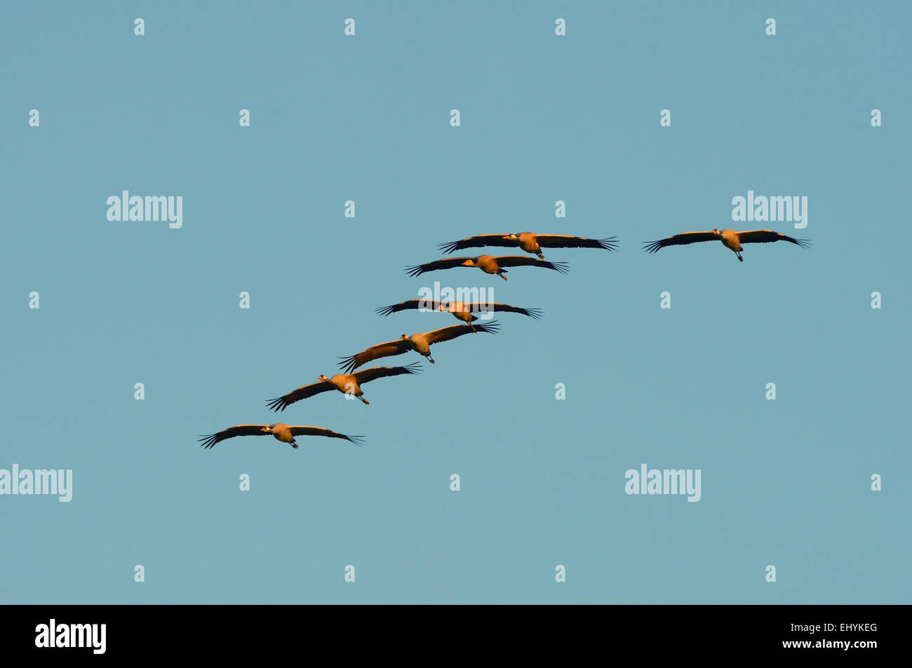 Crane, Grus grus, oiseaux, grues, ponts roulants gris, échassier, Schleswig-Holstein, la migration des oiseaux, Allemagne Banque D'Images