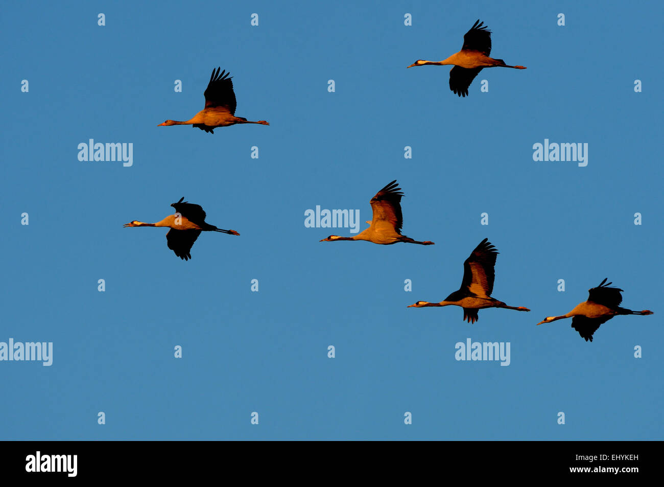 Crane, Grus grus, oiseaux, grues, ponts roulants gris, échassier, Schleswig-Holstein, la migration des oiseaux, Allemagne Banque D'Images