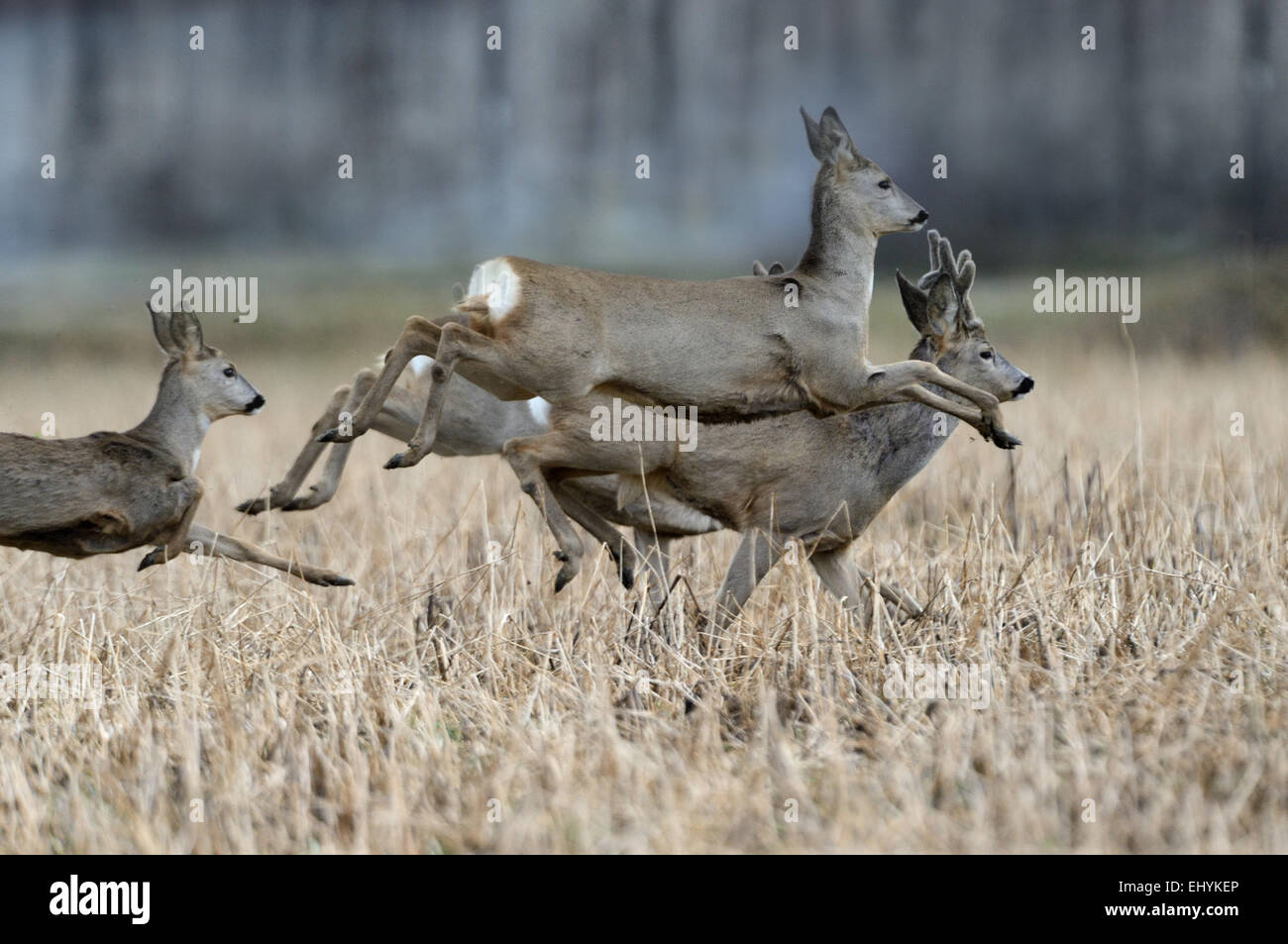 Forêt de chevreuils, cerfs, Capreolus capreolus, le chevreuil, animaux à onglons, ruminant, Nouveau Monde deer, nature, animal sauvage, un Banque D'Images