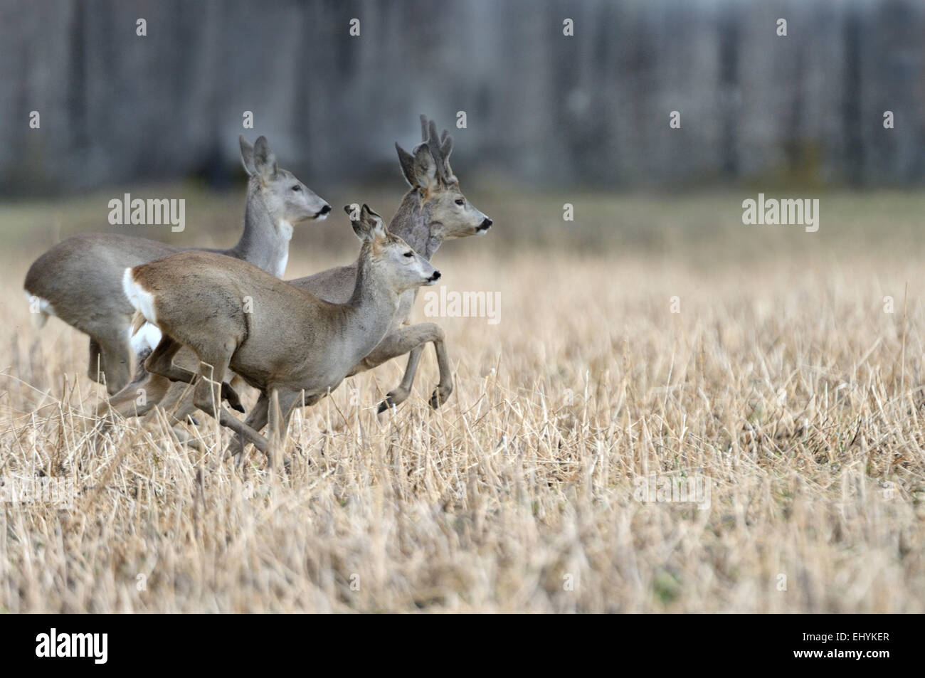 Forêt de chevreuils, cerfs, Capreolus capreolus, le chevreuil, animaux à onglons, ruminant, Nouveau Monde deer, nature, animal sauvage, un Banque D'Images
