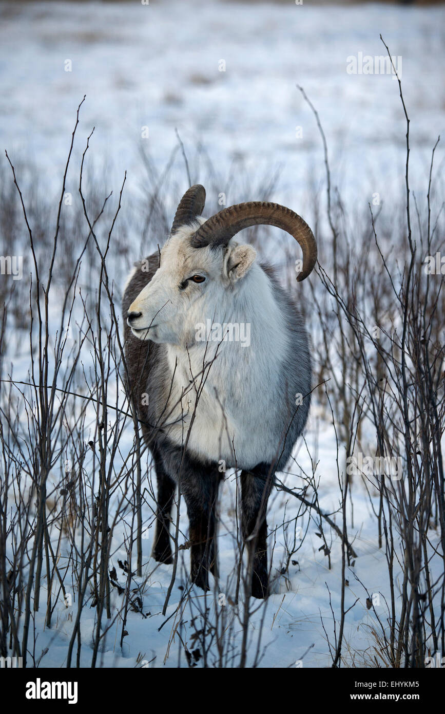Pierre, hybrides, des moutons de Dall, des animaux, du Yukon, de la faune, de préserver, au Canada Banque D'Images Pierre, hybrides, des moutons de Dall, des animaux, du Yukon, de la faune, de préserver, au Canada Banque D'Images