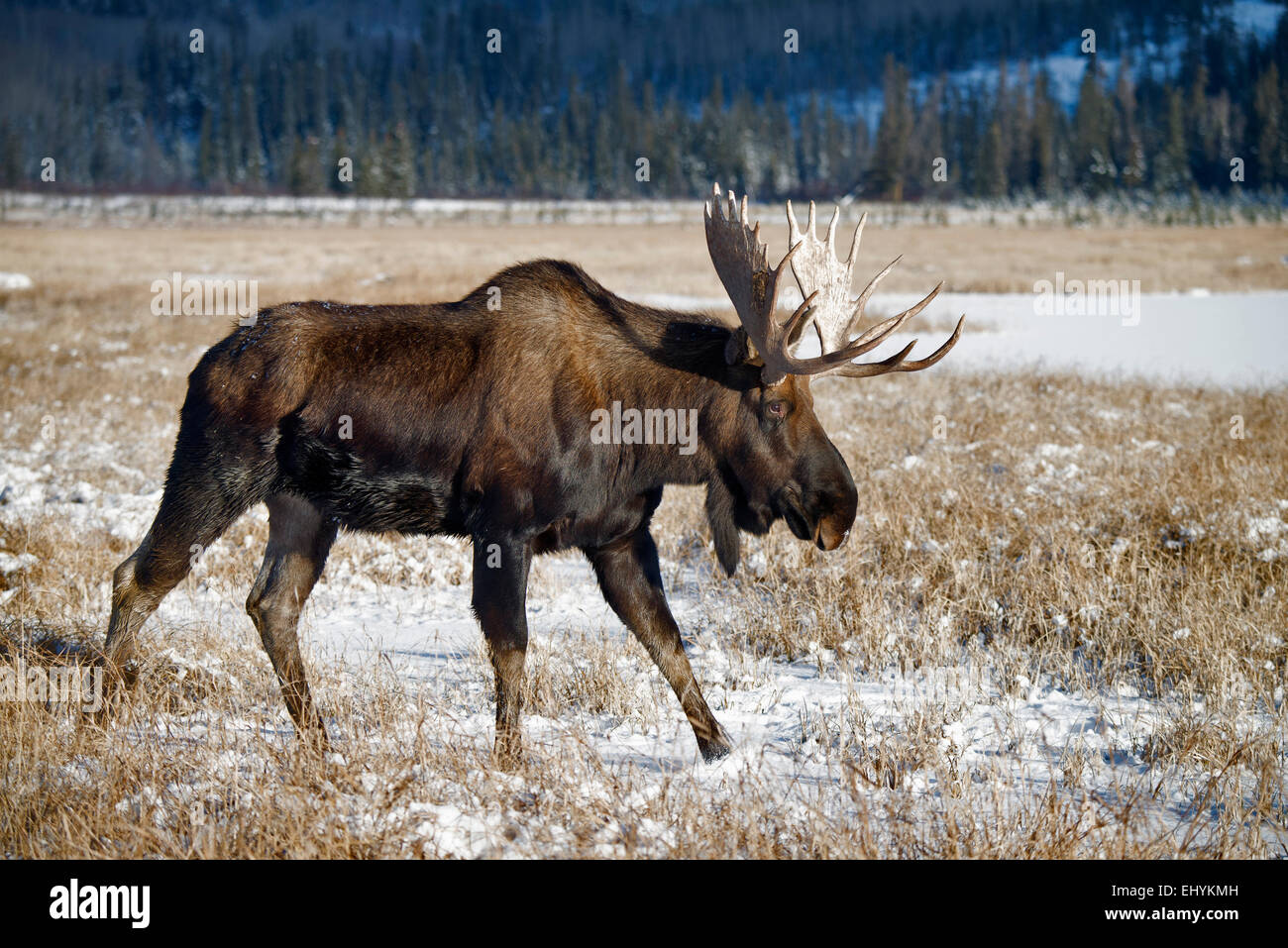 L'orignal, l'animal, Alces alces, du Yukon, de la faune, de préserver, au Canada Banque D'Images L'orignal, l'animal, Alces alces, du Yukon, de la faune, de préserver, au Canada Banque D'Images