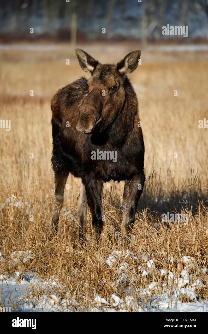 L'orignal, l'animal, Alces alces, du Yukon, de la faune, de préserver, au Canada Banque D'Images L'orignal, l'animal, Alces alces, du Yukon, de la faune, de préserver, au Canada Banque D'Images
