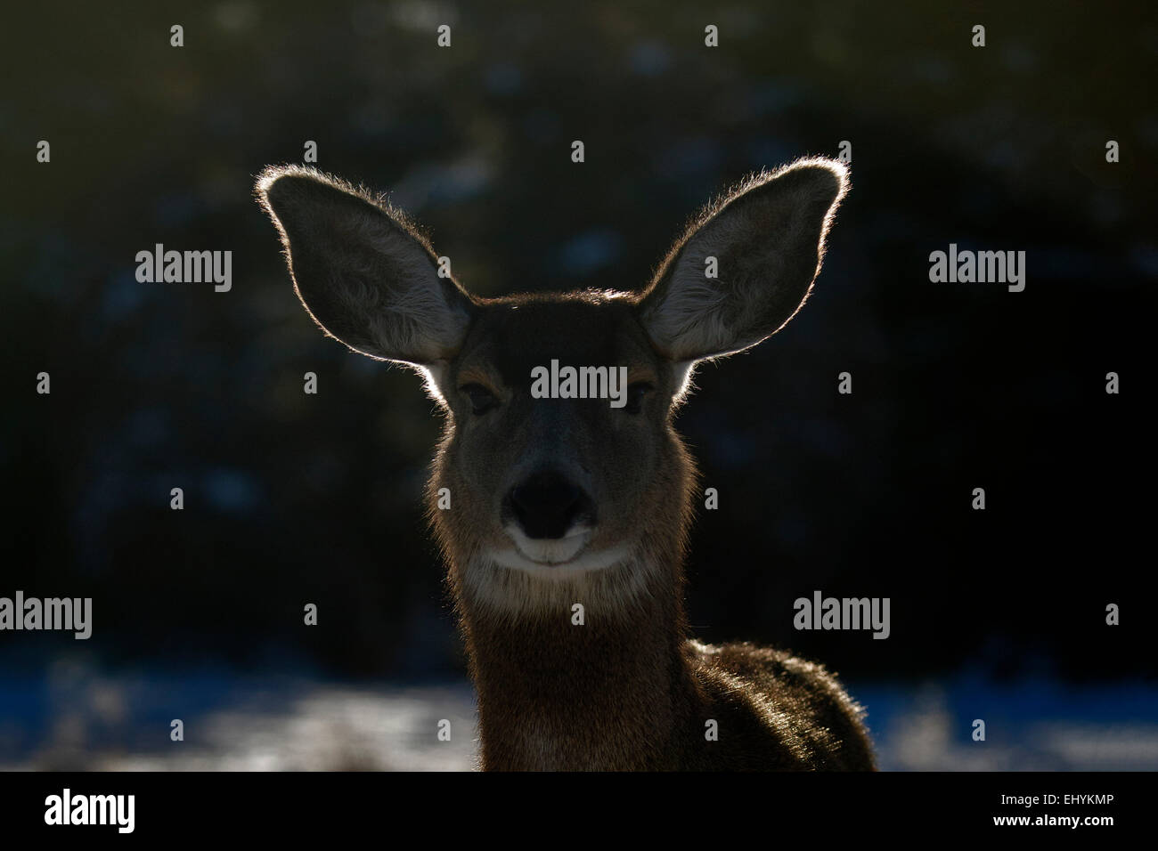 Blacktail le cerf mulet, chevreuils, cerfs, animal, contrejour, Canada, Odocoileus hemionus Banque D'Images