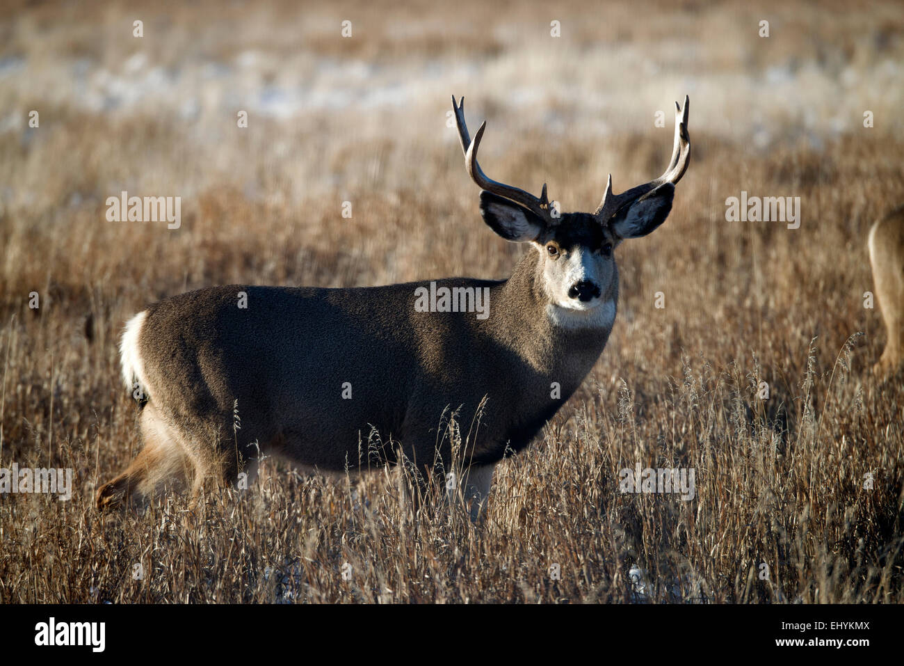 Blacktail le cerf mulet, chevreuils, cerfs, animal, contrejour, Canada, Odocoileus hemionus Banque D'Images