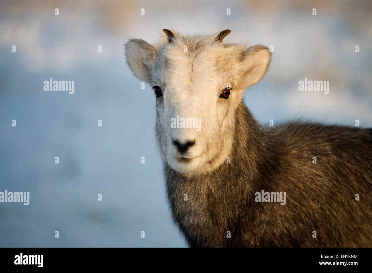 Pierre, hybrides, des moutons de Dall, des animaux, du Yukon, de la faune, de préserver, au Canada Banque D'Images Pierre, hybrides, des moutons de Dall, des animaux, du Yukon, de la faune, de préserver, au Canada Banque D'Images