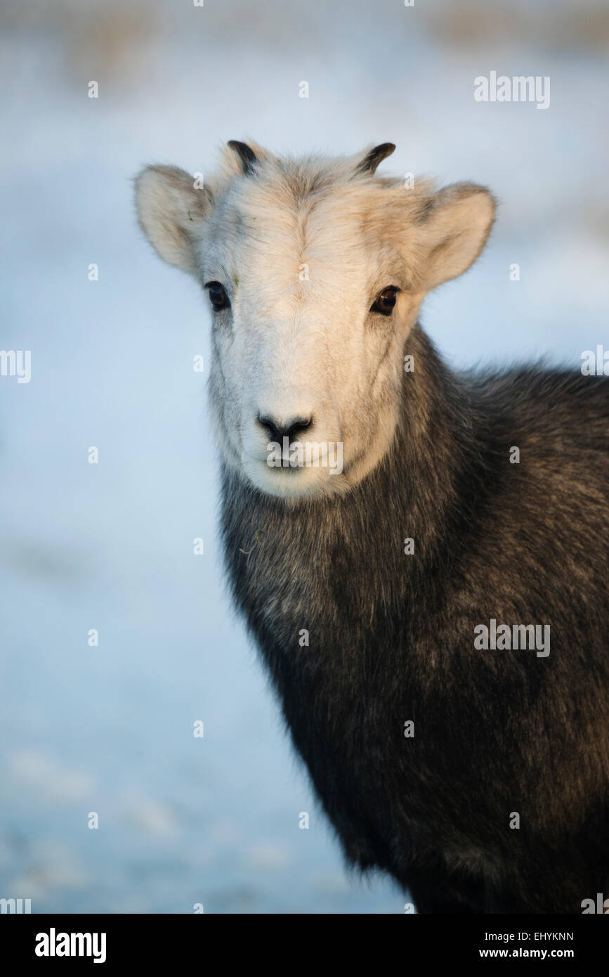 Pierre, hybrides, des moutons de Dall, des animaux, du Yukon, de la faune, de préserver, au Canada Banque D'Images Pierre, hybrides, des moutons de Dall, des animaux, du Yukon, de la faune, de préserver, au Canada Banque D'Images