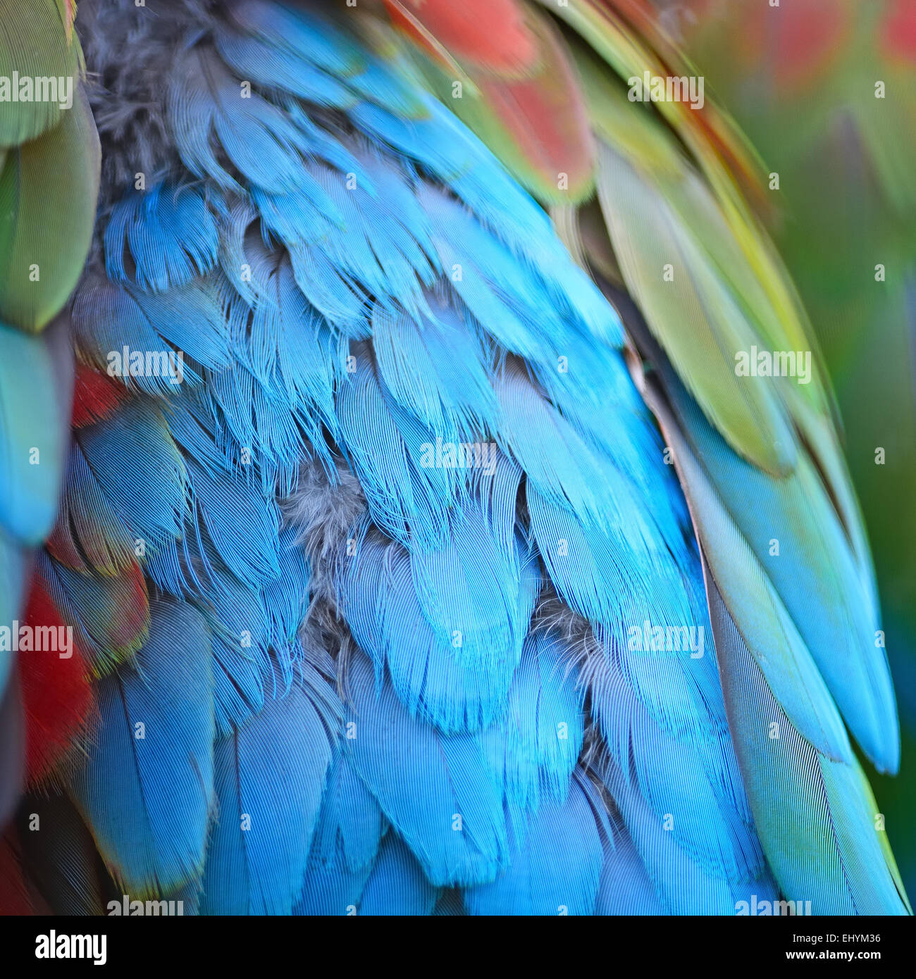 Belles plumes des oiseaux, les plumes de l'Ara Sarcelles d motif de fond Banque D'Images