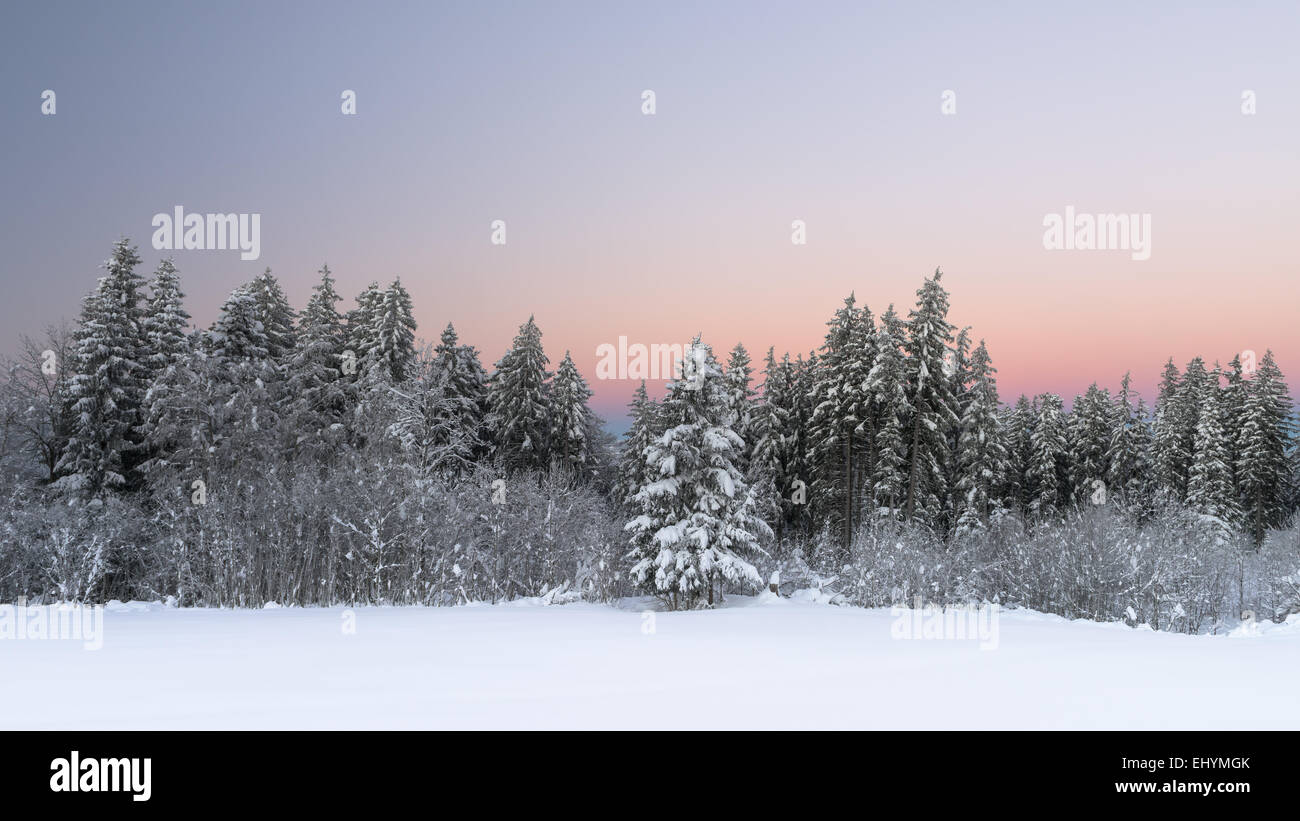 Arbres couverts de neige au coucher du soleil, Alpes, Suisse Banque D'Images