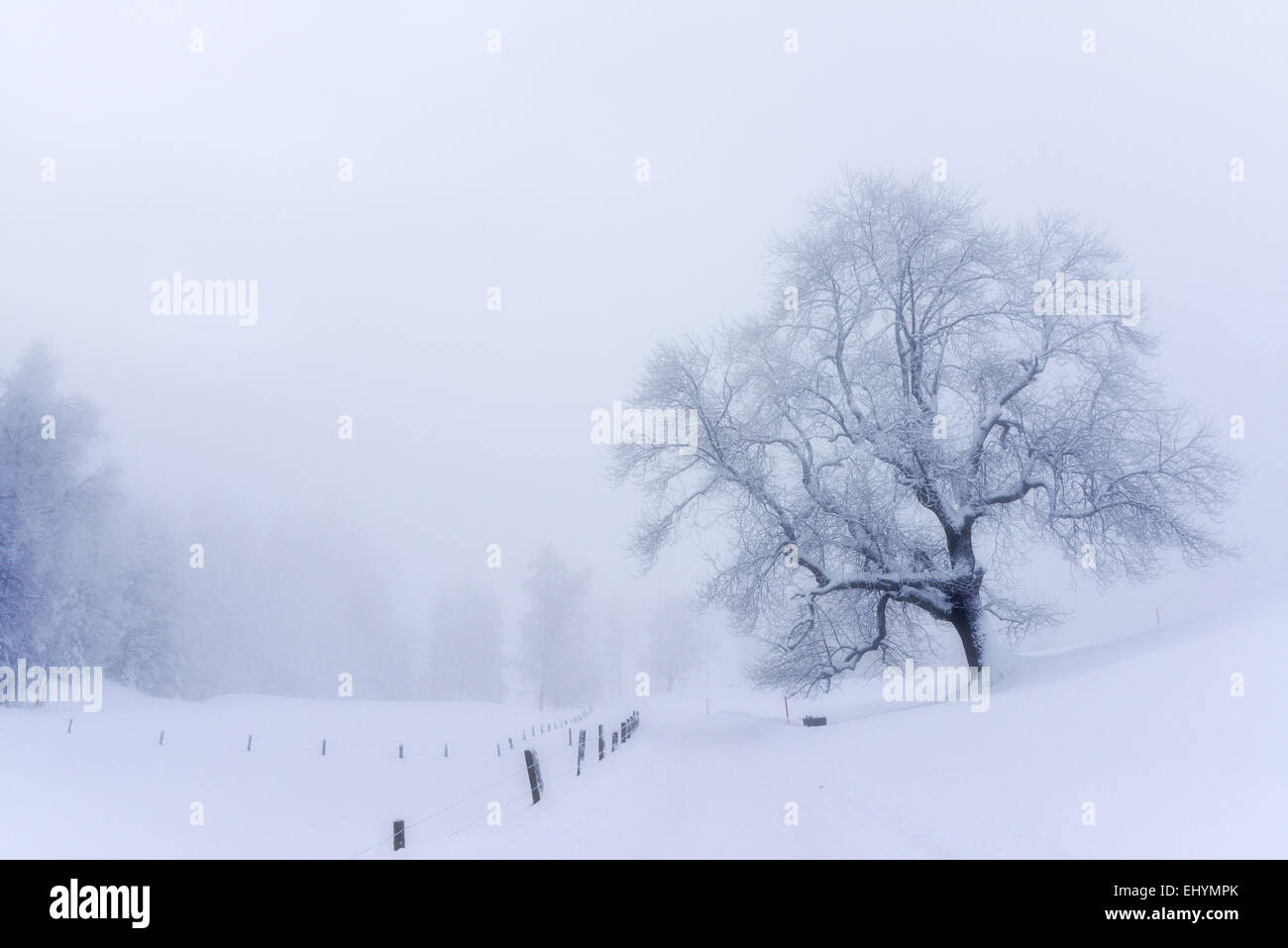 Arbre couvert de neige, dans le brouillard, la Suisse Zugerberg Banque D'Images