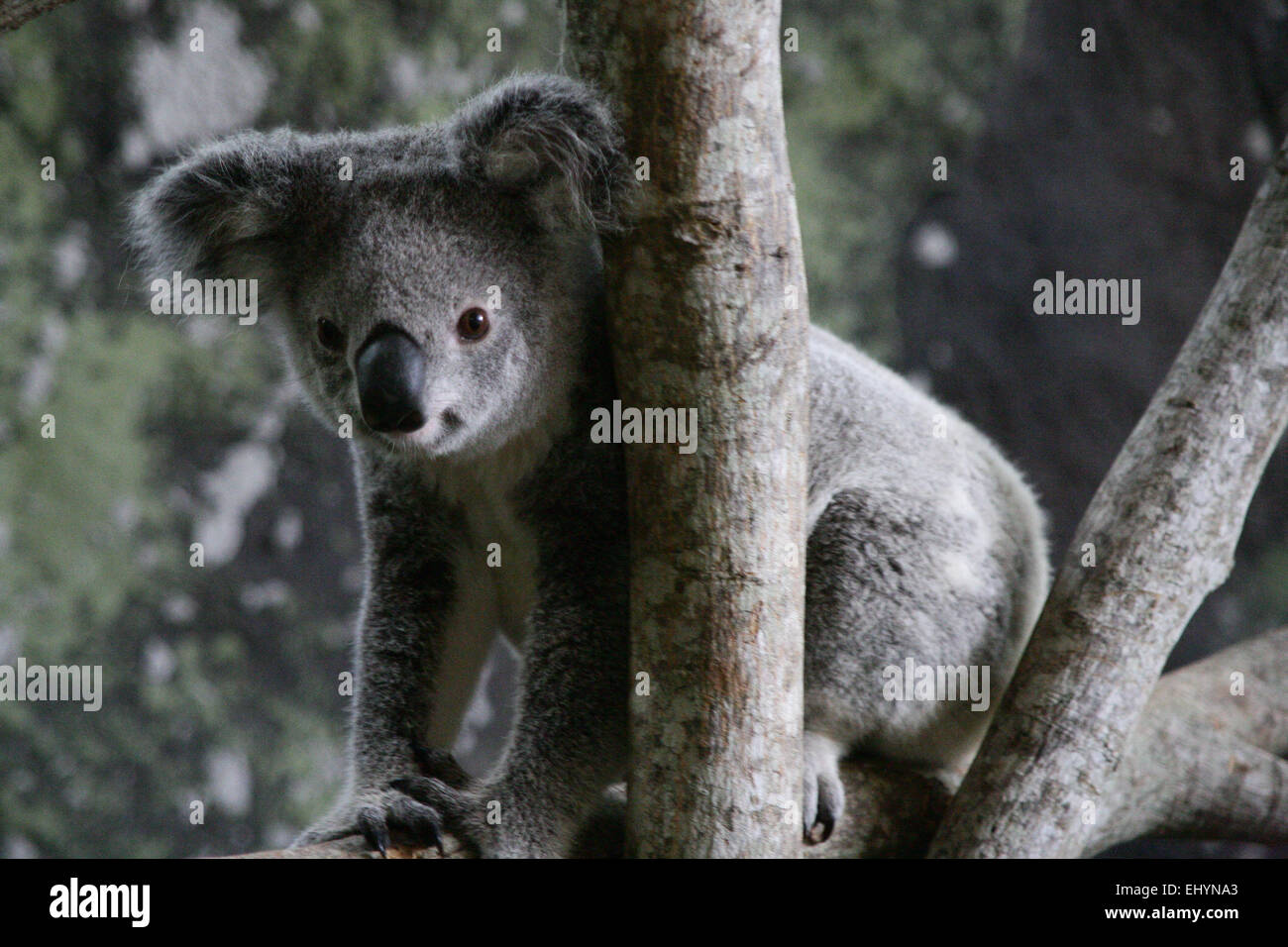 Koala assis dans un arbre, Queensland, Australie Banque D'Images