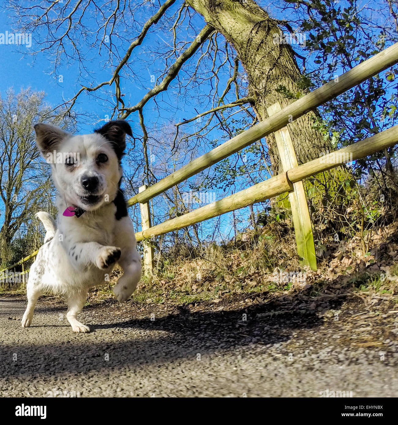 Jack Russell chien qui court dans la campagne Banque D'Images