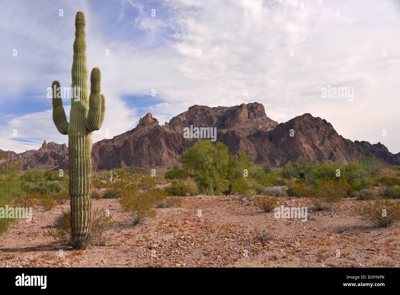 Cactus en face de crête de signal, Arizona, USA Banque D'Images