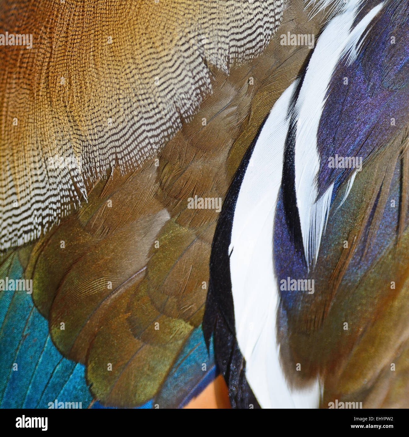 Belles plumes de Canard Mandarin, texture abstract background Banque D'Images