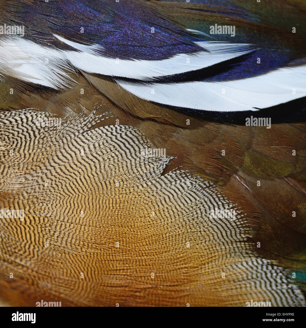 Belles plumes de Canard Mandarin, texture abstract background Banque D'Images