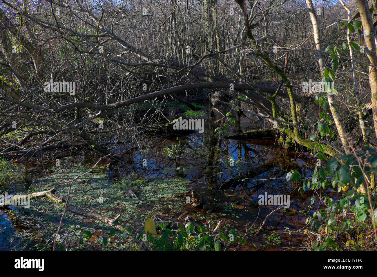 Étang dans la forêt, près de St Fagan's, Cardiff, Pays de Galles, Royaume-Uni Banque D'Images