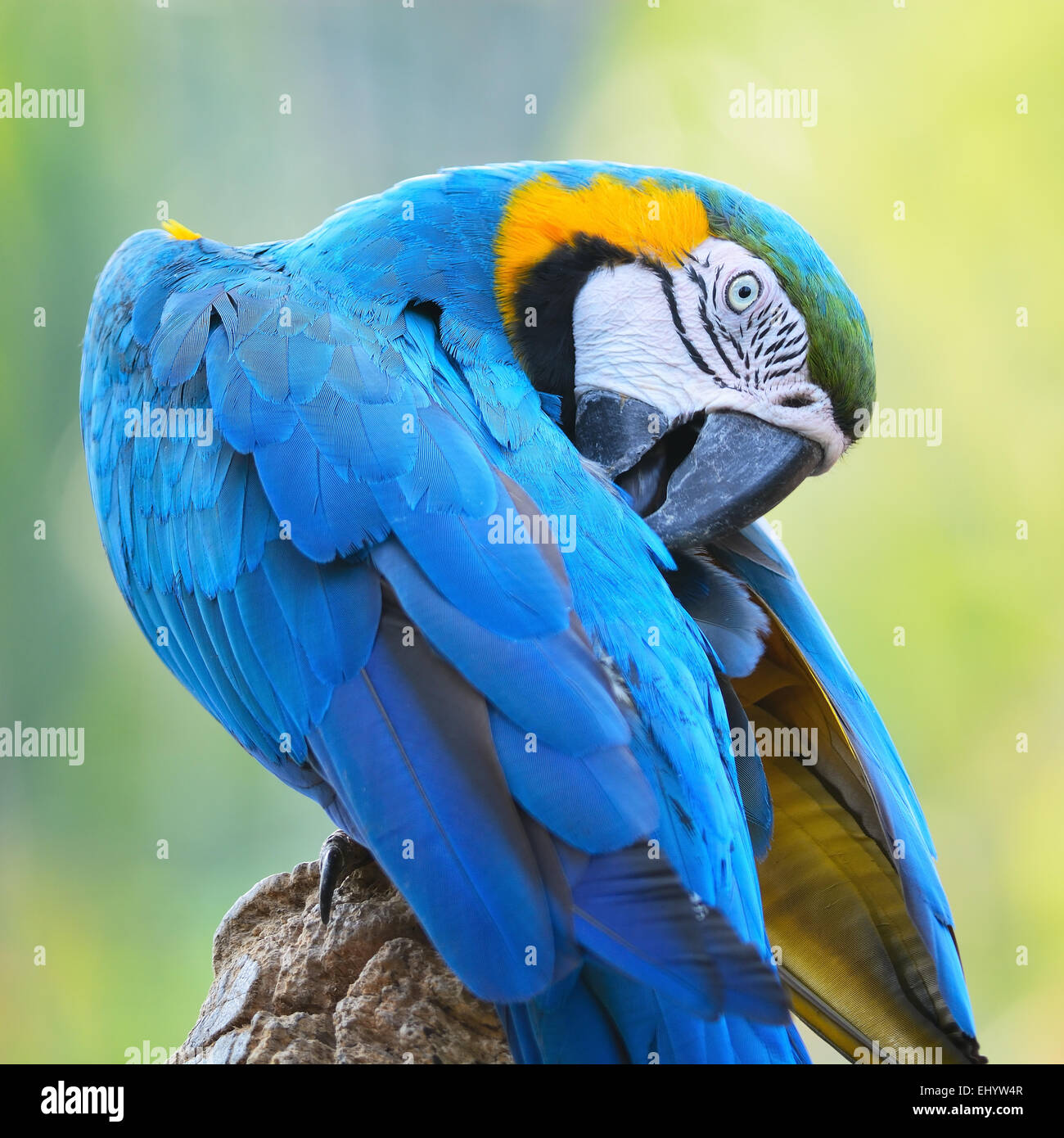 Bel oiseau perroquet ara bleu et or, en mode portrait profile Banque D'Images