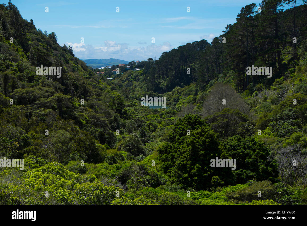 Jardins botaniques de Zealandia, Wellington, Île du Nord, Nouvelle-Zélande Banque D'Images