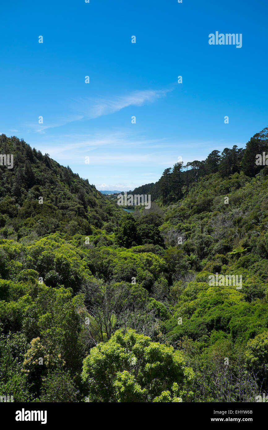 Jardins botaniques de Zealandia, Wellington, Île du Nord, Nouvelle-Zélande Banque D'Images