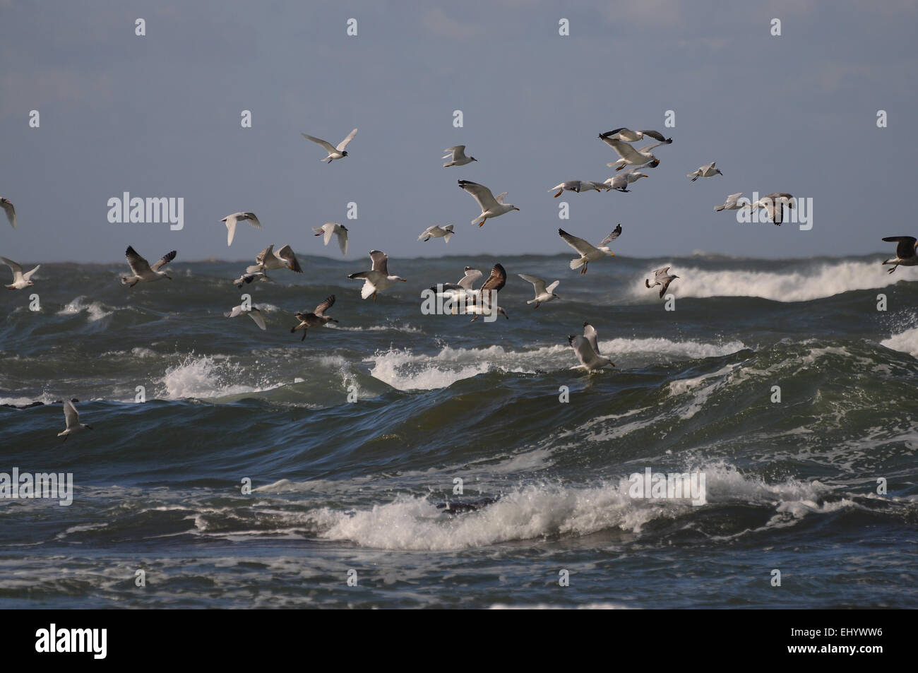 Le Portugal, l'Europe, de l'Atlantique, les vagues, les mouettes, les oiseaux, la mer, les oiseaux, la mer Banque D'Images