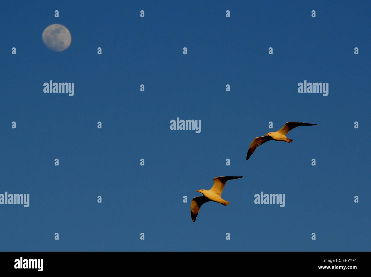Le Portugal, l'Europe, les goélands, les oiseaux, full moon, sky, 1100, Vol Banque D'Images