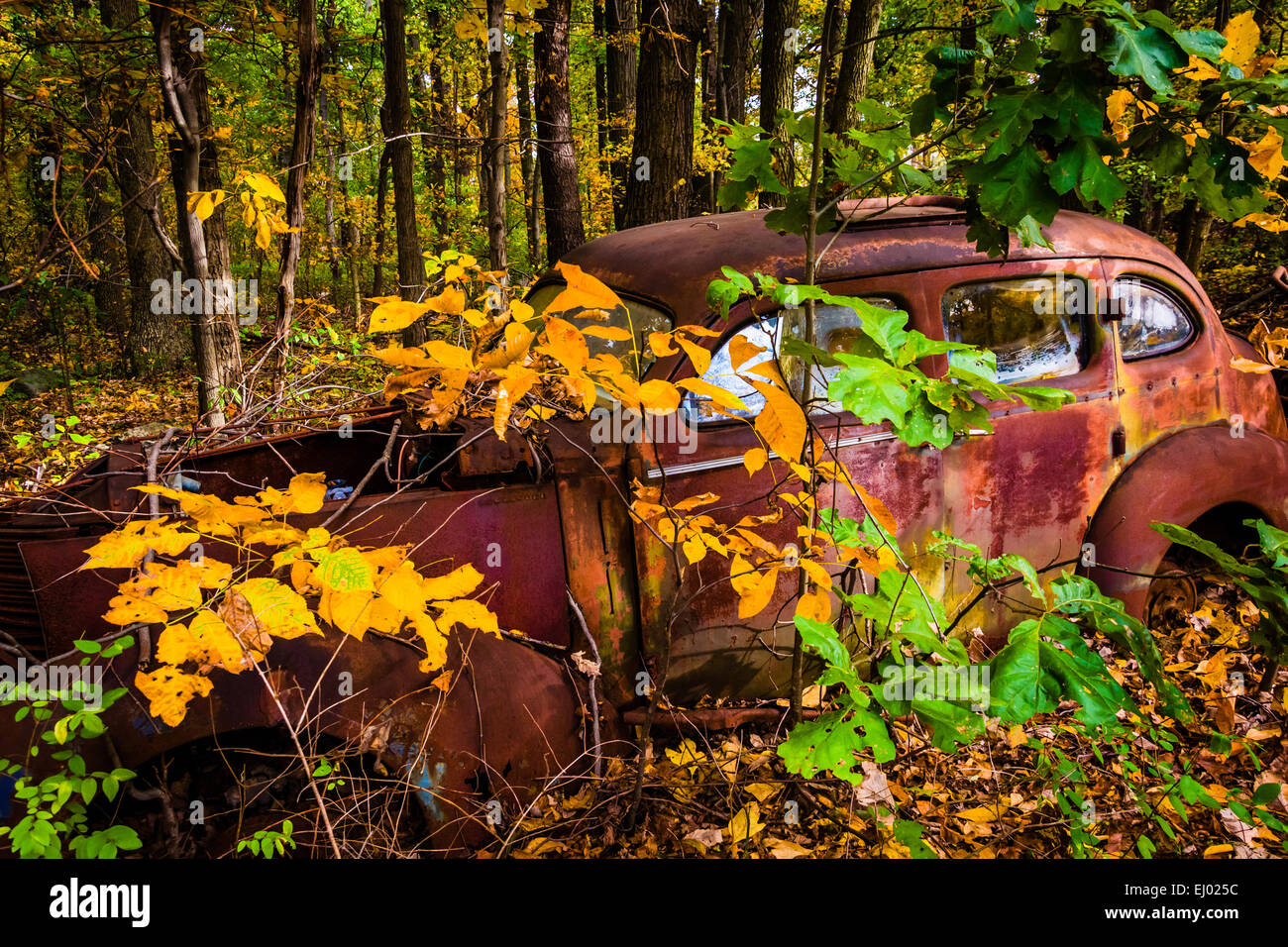Vieille voiture et la couleur en automne dans un parc à ferrailles. Banque D'Images