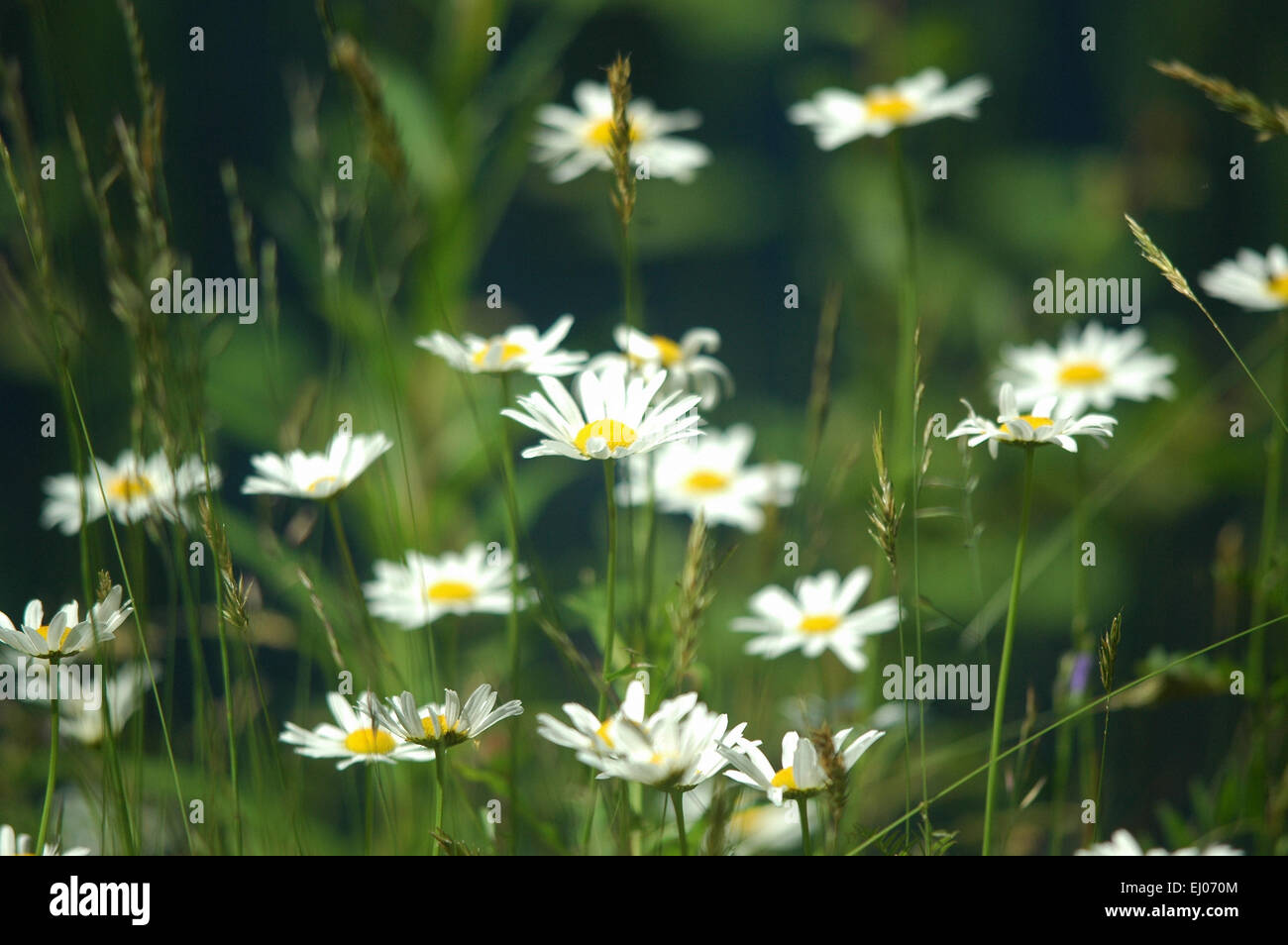 La Suisse, l'Europe, Bâle-Campagne, Jura, pré des fleurs, pelouses sèches, marguerite, Leucanthemum vulgare, herbe Banque D'Images