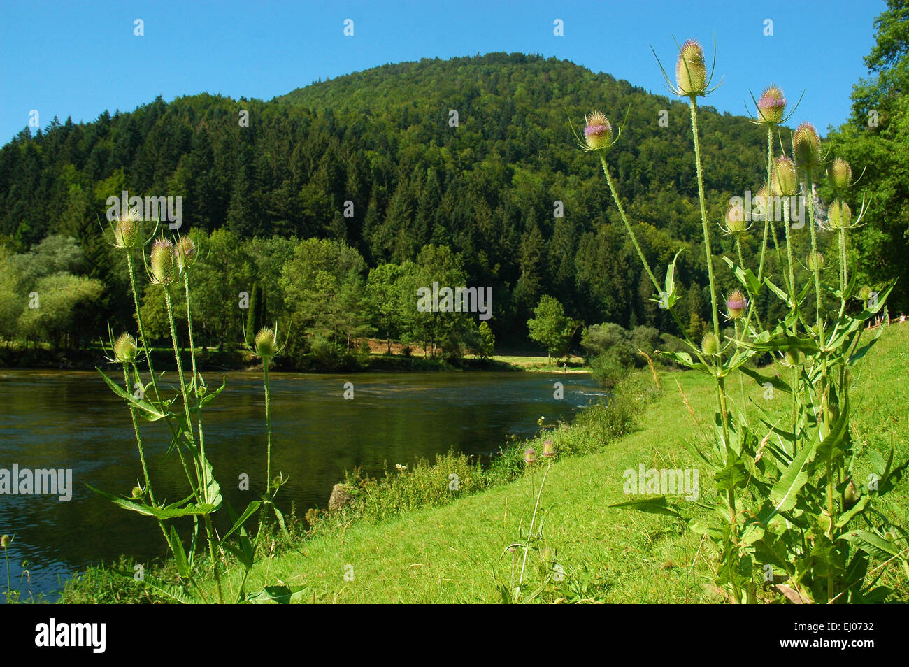 La Suisse, l'Europe, Jura, Doubs, rivière, écoulement, Goumois, bois, forêt, forêt mixte, été, Clairbief, pré, chardon, border riv Banque D'Images