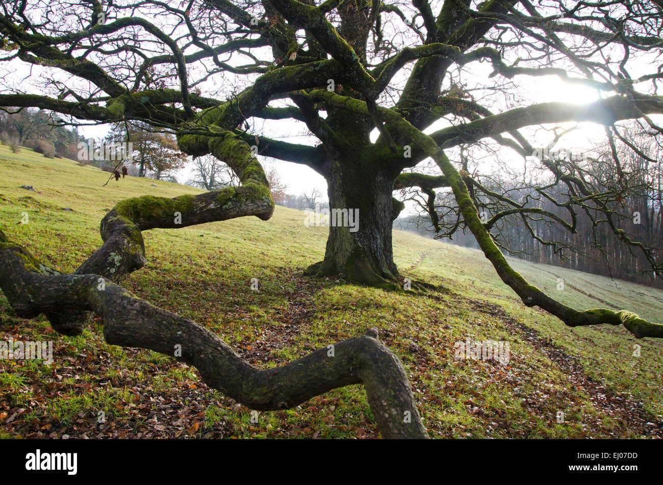 La Suisse, l'Europe, Ciel, nuages, bleu, blanc, flocons, fleecy nuages, Banque D'Images