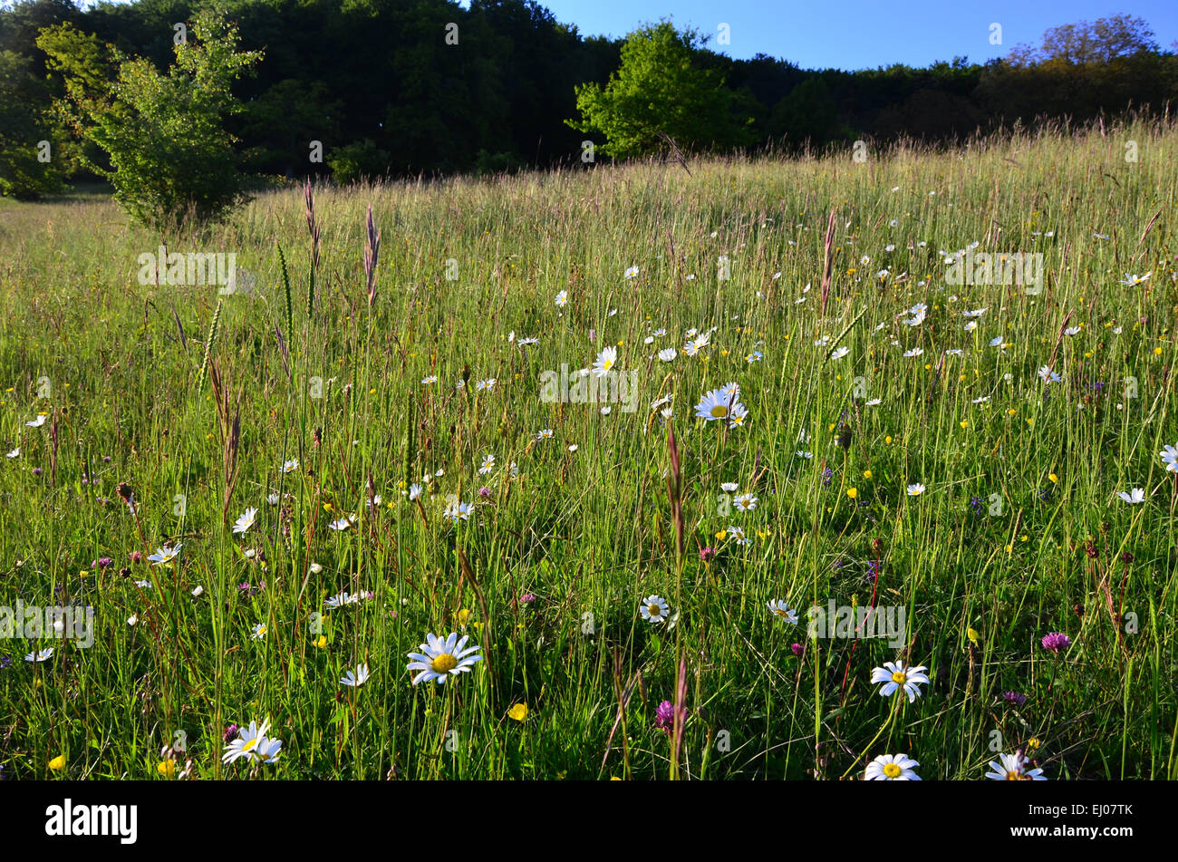 La Suisse, l'Europe, Bâle-Campagne, Jura, pré des fleurs, pelouses sèches, marguerite, Leucanthemum vulgare, herbe Banque D'Images