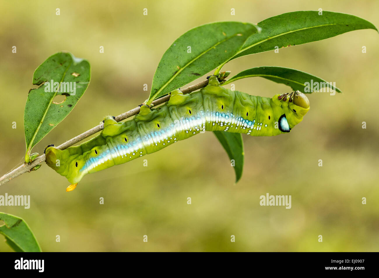 Animal, Vert armée d'amphibien, Butterfly, Caterpillar, Daphnis nerii, Hawk Moth, insecte, Papillon, Nature, Oleander Hawk-Moth, Sphingidae, Banque D'Images