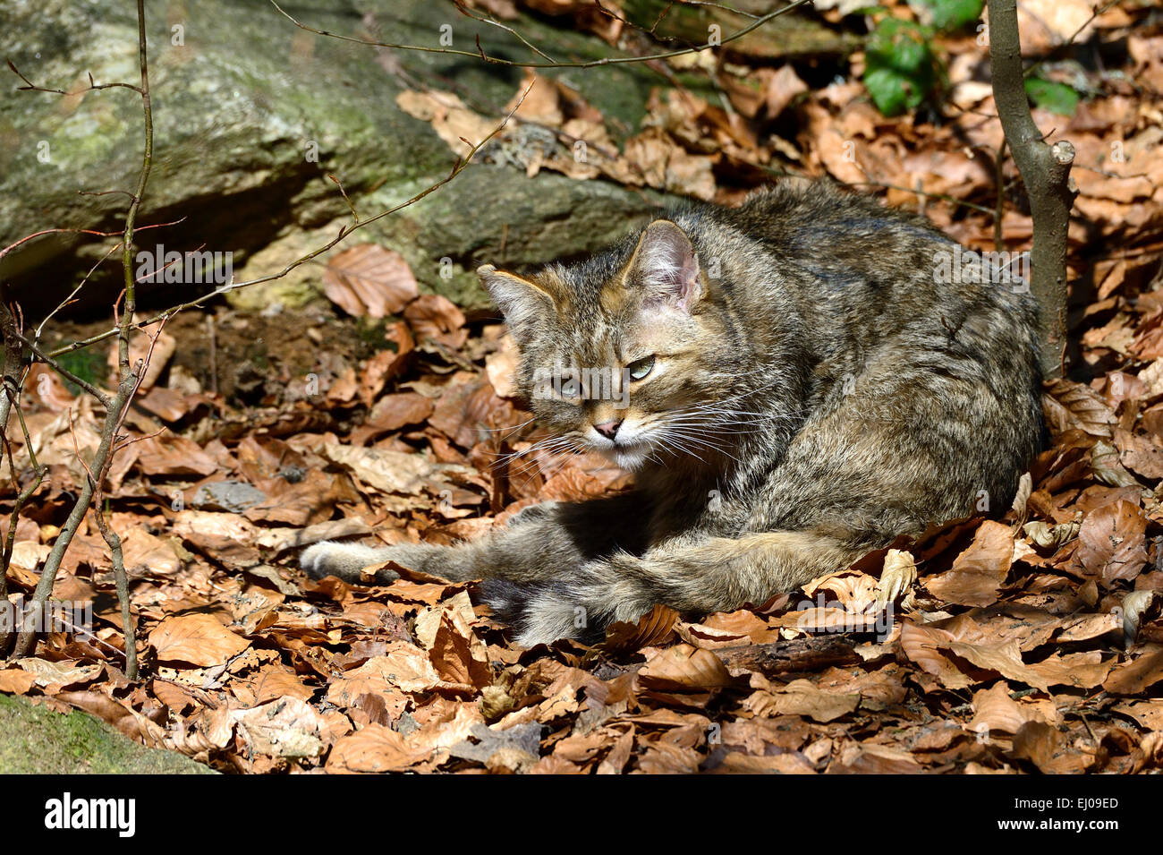 Wildcat, animal, Allemagne, Europe, jeu d'éviction, predator, les prédateurs, les petits chats, chats, chat, chat sauvage, Felis silvestris, wildca Banque D'Images