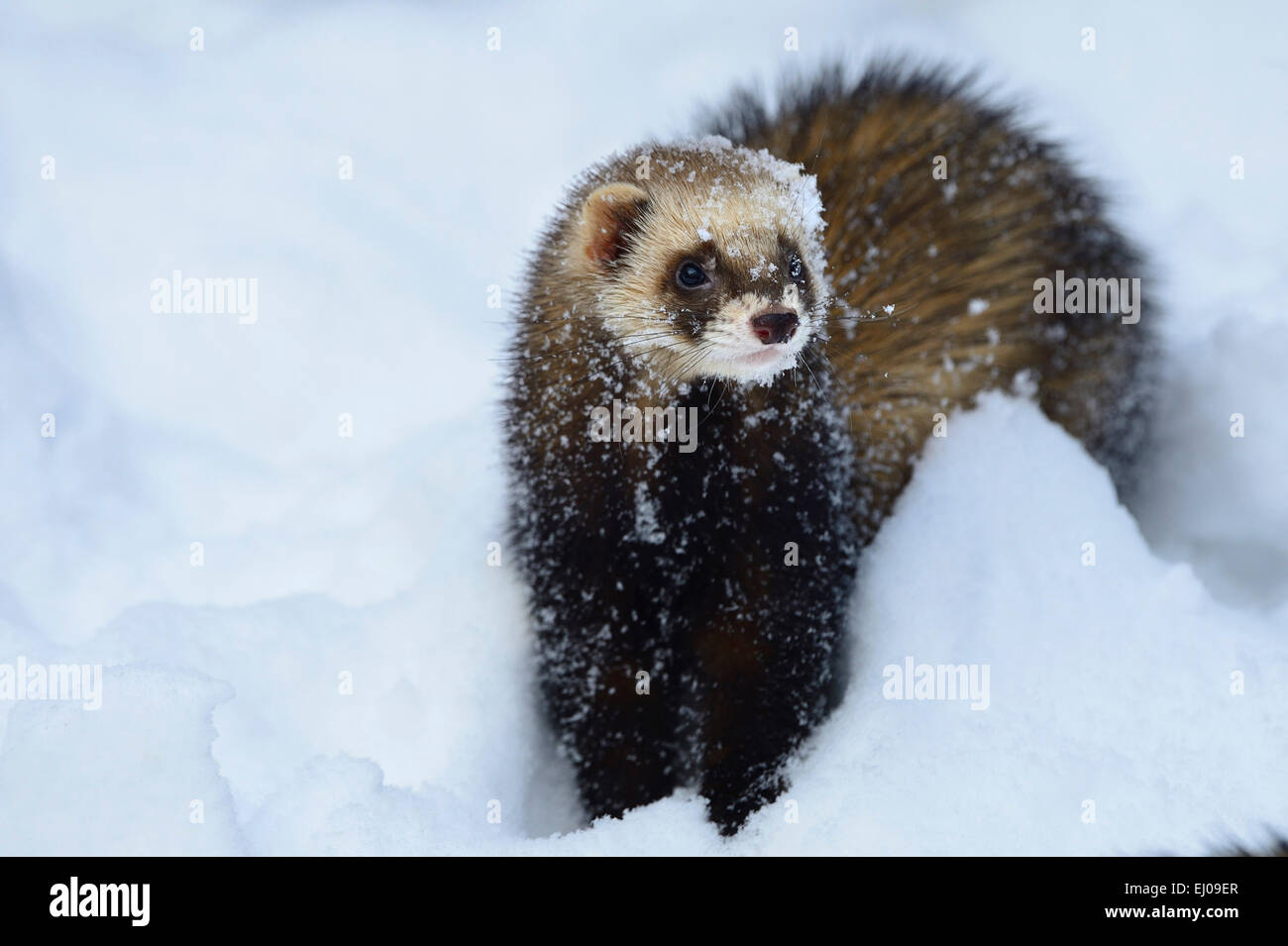 Furet, animal, Allemagne, Europe, mustélidés, le putois d'Europe, putois, des animaux, de l'Allemagne, l'Europe, prédateur, prédateur nocturne, Banque D'Images