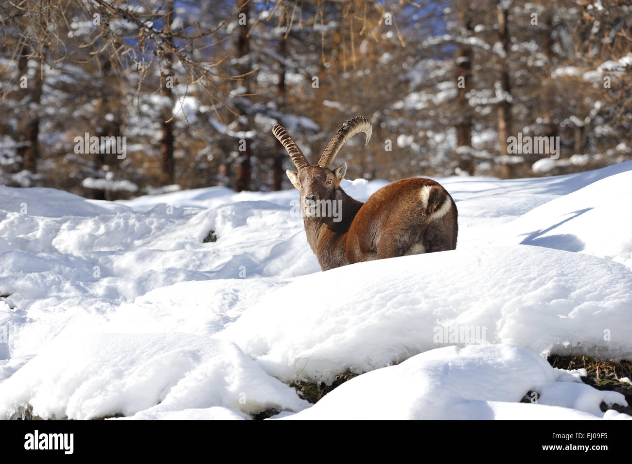 Capricorne, bouquetin, animal, Allemagne, Europe, mountain nanny goat, animaux artiodactyles ruminants, des animaux, des cornes, des bovidés, nanny, Capra ibex, Banque D'Images