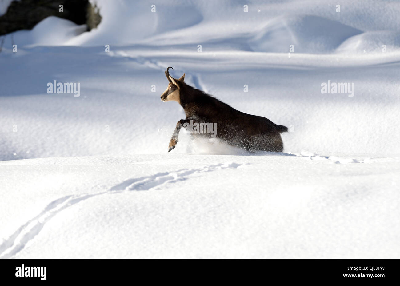Chamois, mountain nanny goat, chamoises, Rupicapra, chamois, noir d'hiver, l'hiver, des animaux, de l'Allemagne, l'Europe, Banque D'Images