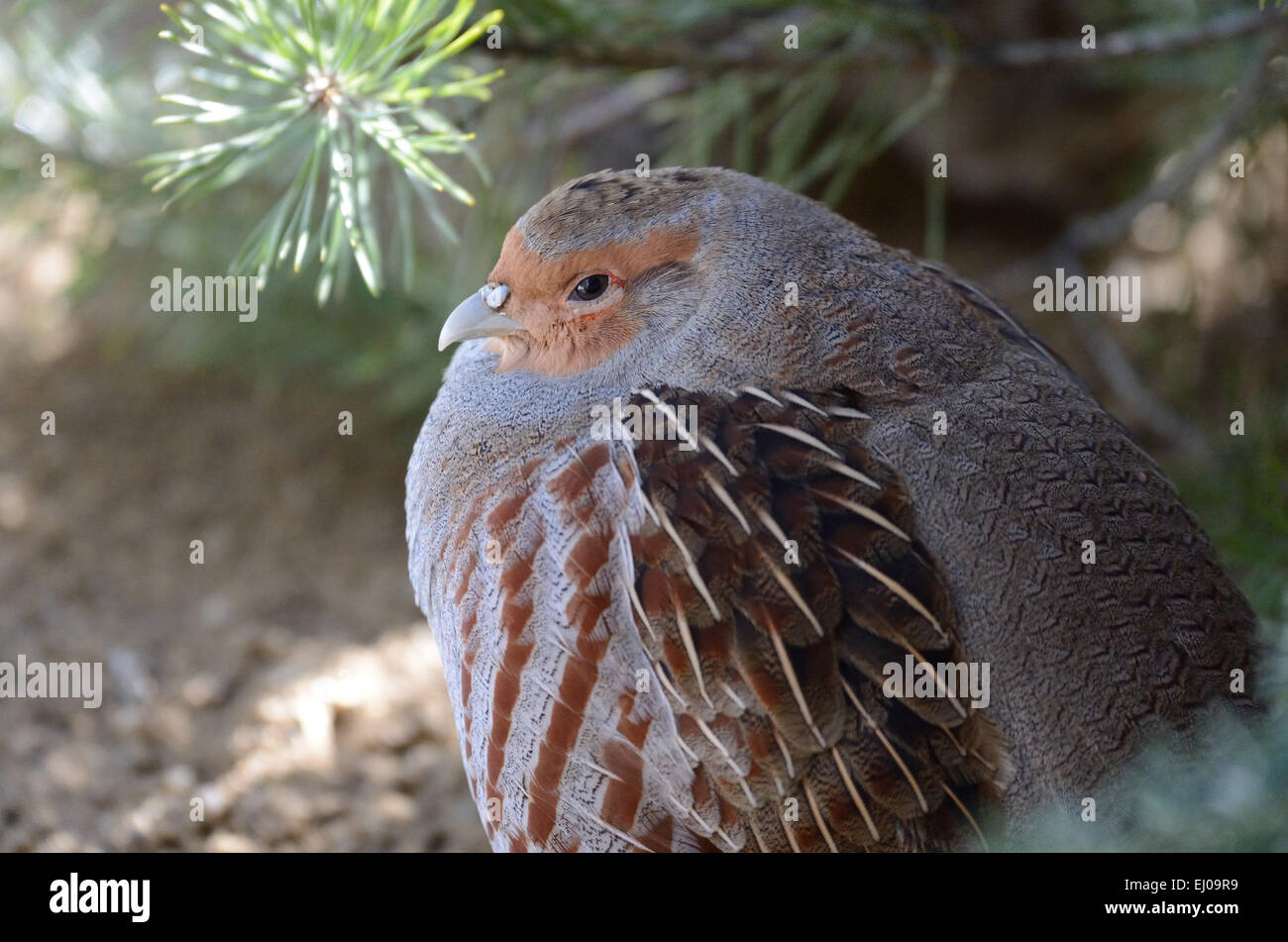 La perdrix, Perdix perdix, poulets, poules, poulets sauvages, d'oiseaux gallinacés, oiseau, Galliformes, perdrix, phasianidae, oiseau, bir Banque D'Images