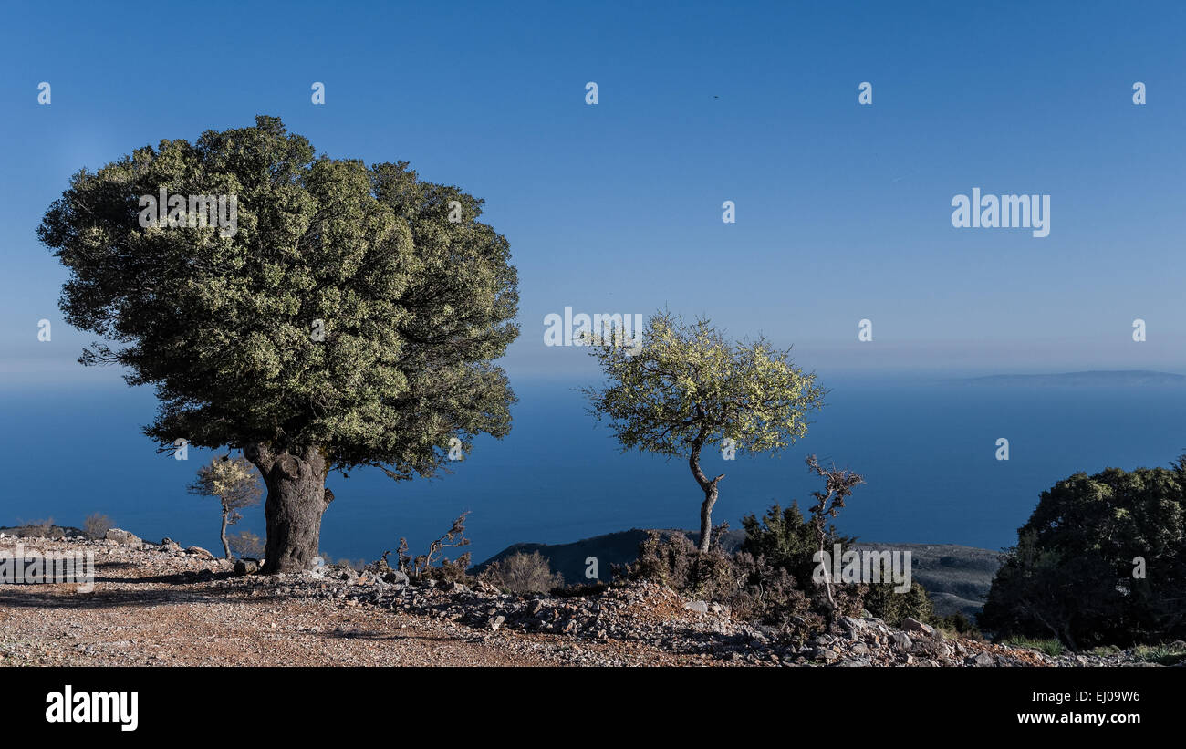 Anopoli, arbre, bleu, les arbres, le chêne, la flore, la Grèce, l'Europe, ciel, island, île, Crète, paysage, paysage, mer, nature, Chani province Banque D'Images