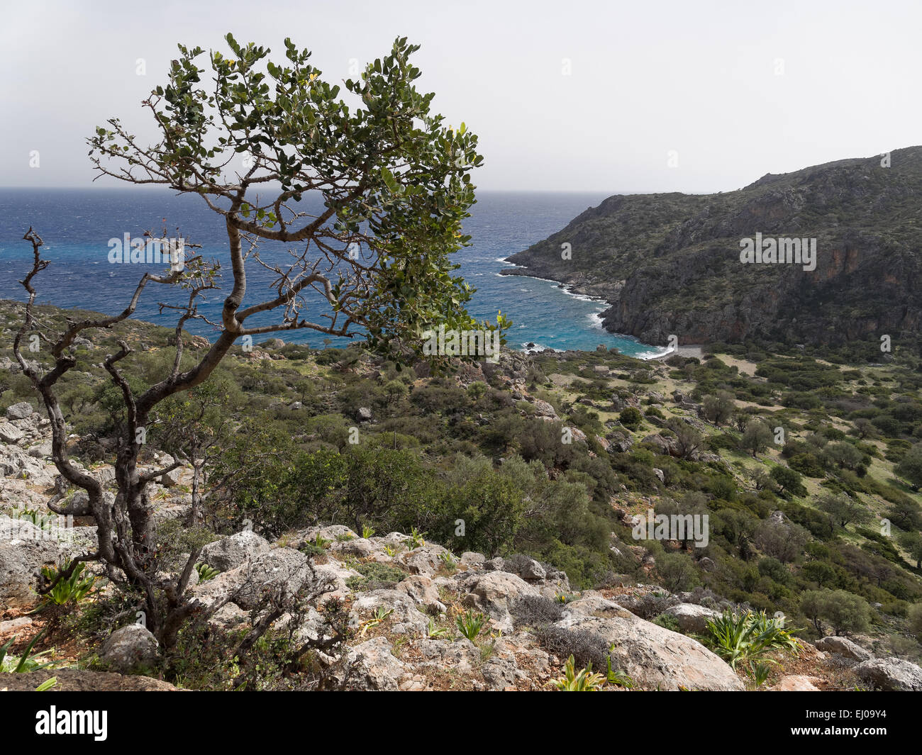 Arbre, bay, Ceratonia siliqua, grove, Grèce, Europe, caroubier, Crète, littoral, paysages côtiers, paysage, paysage, mer de Libye, M Banque D'Images