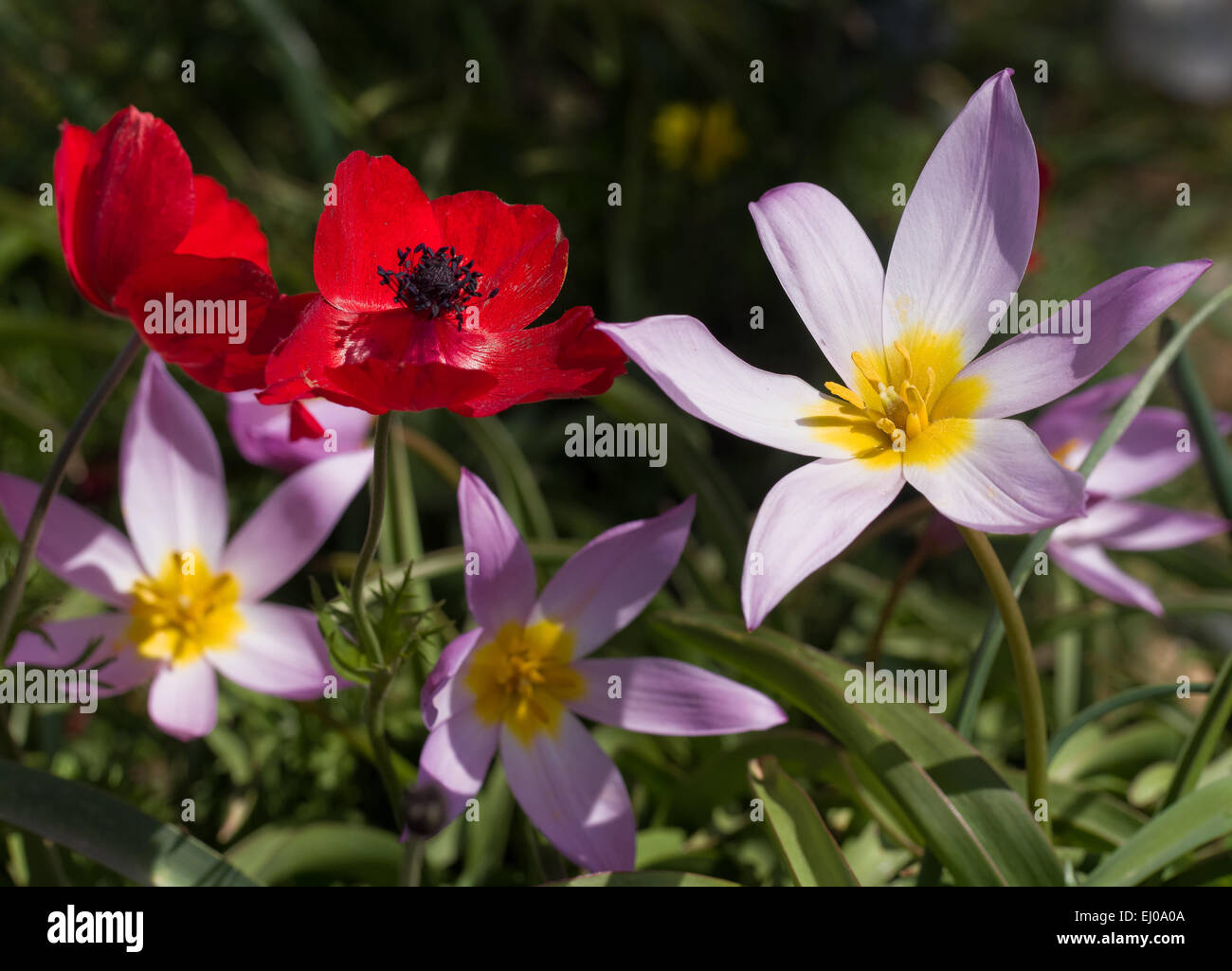 Anémone coronaria anémone, tulipe, boulanger, fleur, fleurir, s'épanouir, pétale, pétales, flore, printemps flore, jaune, pétales, une couronne Banque D'Images