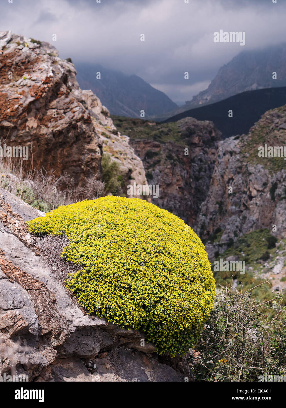 Buisson d'épineux, Grec, euphorbe coussin Euphorbia, thorn plante acanthothamnos, Heath, montagnes, Grèce, Europe, hémisphère, lime Banque D'Images