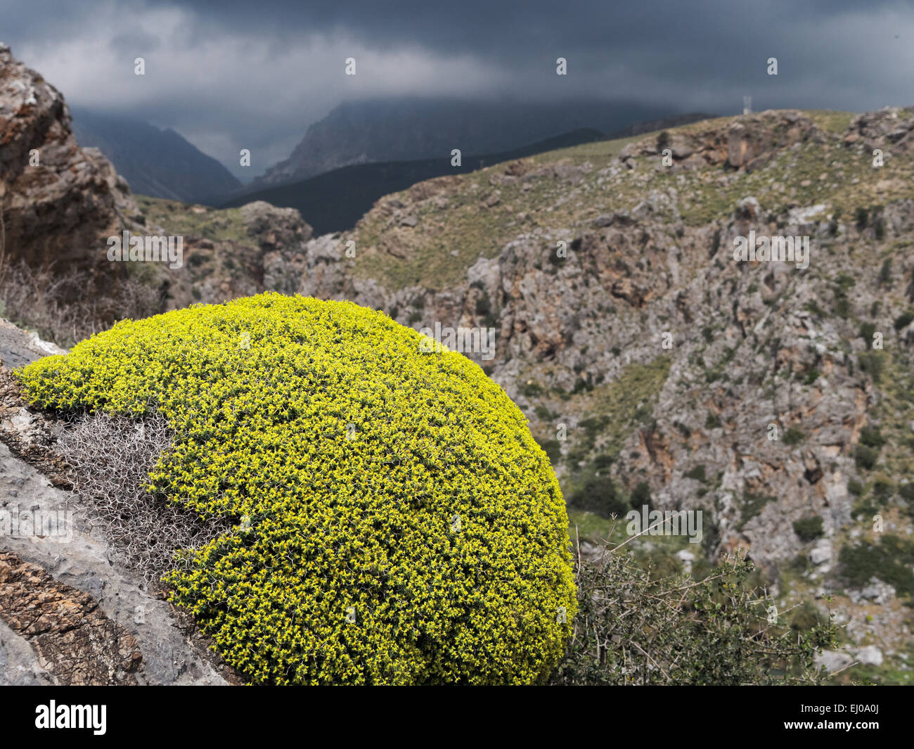 Buisson d'épineux, Grec, euphorbe coussin Euphorbia, thorn plante acanthothamnos, Heath, montagnes, Grèce, Europe, hémisphère, lime Banque D'Images