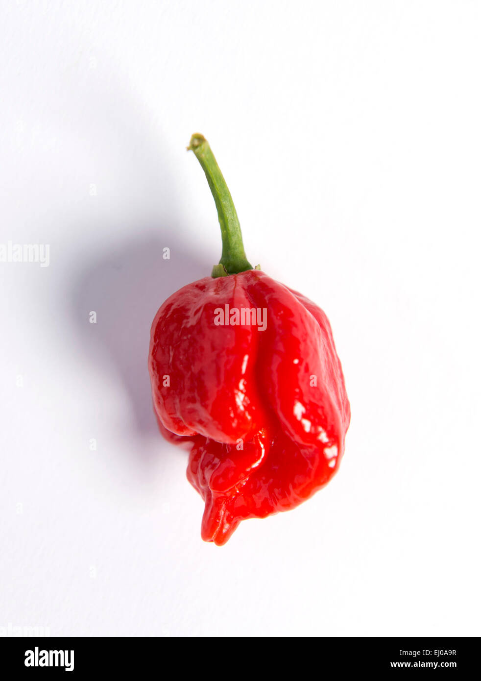 Re. Le Club de Bristol Clifton Chili réunion à l'attribution de Dovercourt - UN Naga Viper. Banque D'Images