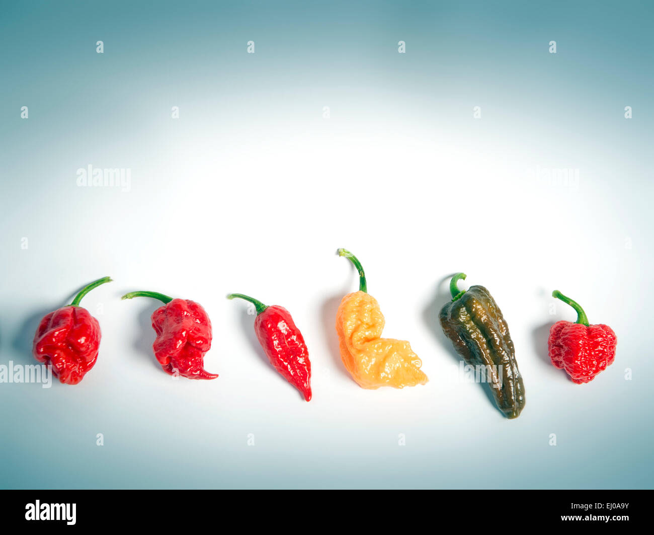 Re. Le Clifton Bristol Club de chili à la réunion - Allotissements Dovercourt (l-r) UN Viper, un Naga Trinidad Moruga Scorpion, Banque D'Images